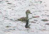 BNS chick - 7-17-04 swimming