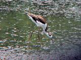 BNS -7-17-04 immature back