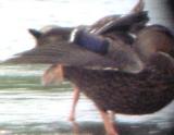 Mottled Duck -8-28-04 Ensley
