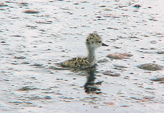 BNS chick - 7-17-04 swimming