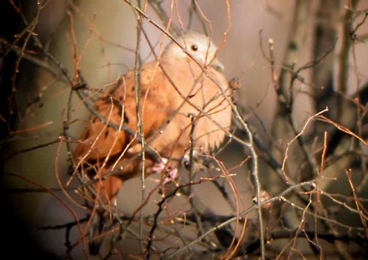 Ruddy Ground-Dove - MS - 12-17-04 G. Knight.jpg