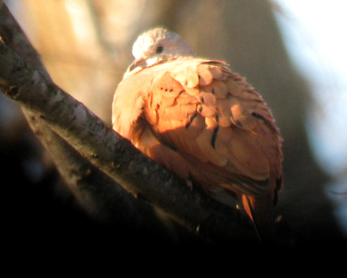 Ruddy Ground-Dove - MS - 12-17-04 G. Knight 2.jpg