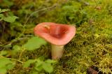 Wild mushroom (russule)
