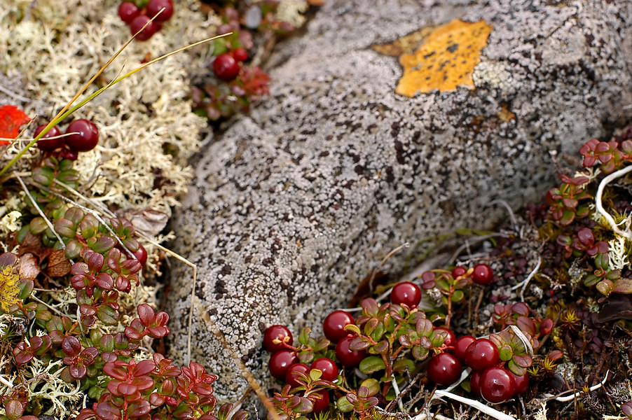 Iceland moss and stone