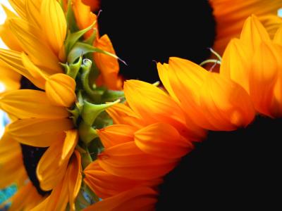 Sunflowers.jpg