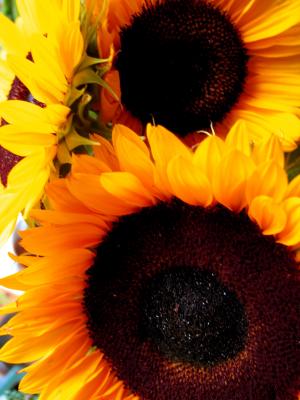 Sunflowers2.jpg