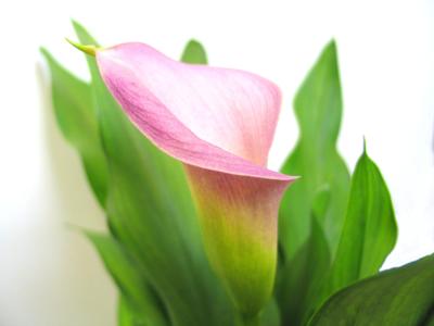FLower.jpg