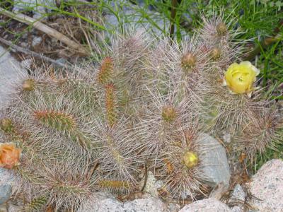 Cactus flower