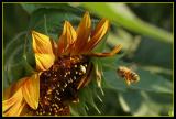 BEE LINE<br>by Kim R