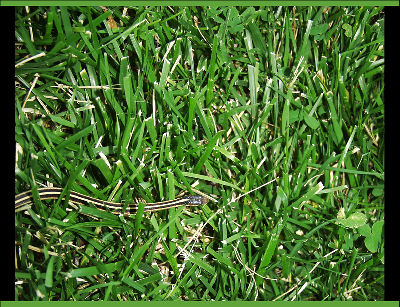 Through the Green Grass<br>by Kim R