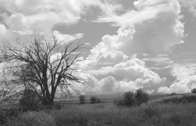 tree1.JPG