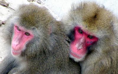 MONKEY  PORTRAIT.JPG