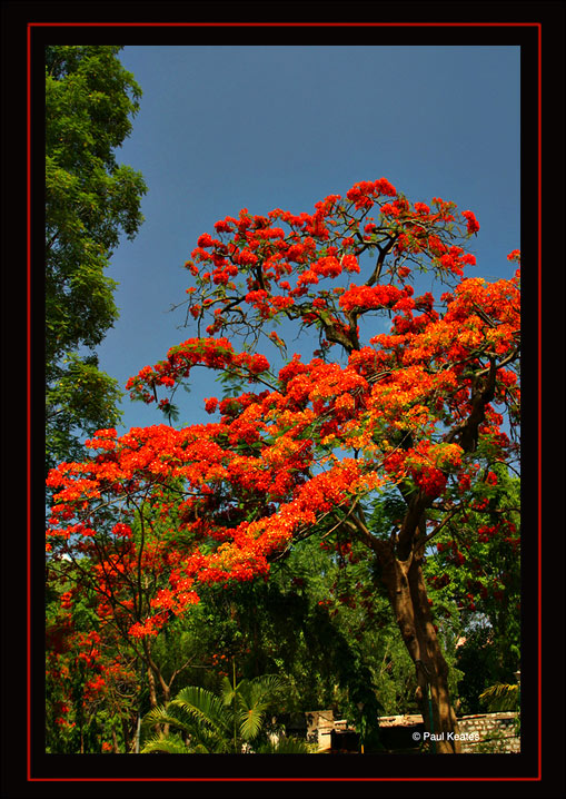 Vivid-Tree.jpg