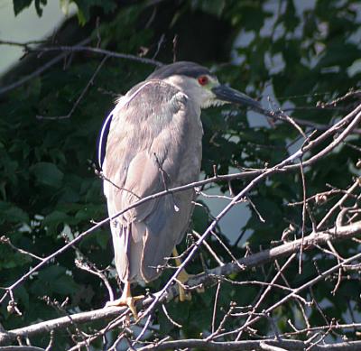 Black-crowned Hight-Heron