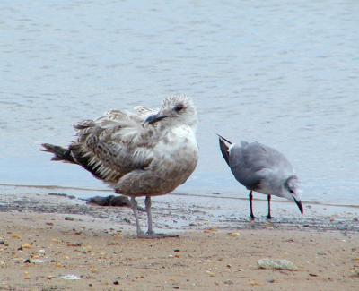 Greater Black-backed and Laughing Gulls, immatures