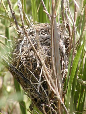 Marsh Wren nest