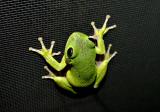 rbtreefrog1.jpg