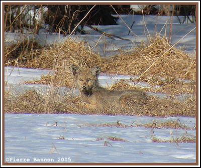 Coyote (Notre-Dame-du-Mont-Carmel)