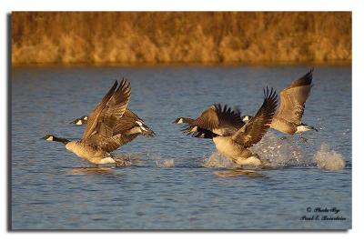 Canadian Geese 2.tif