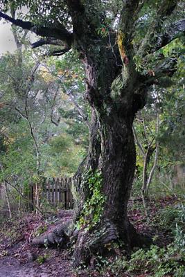 Gnarled
