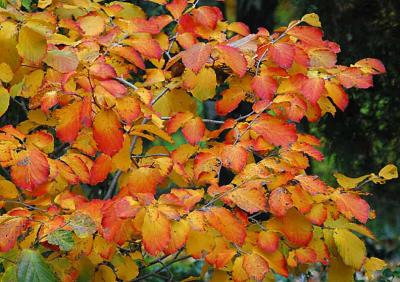 Fall Leaves