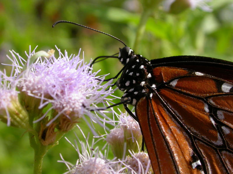 Queen on Mistflower