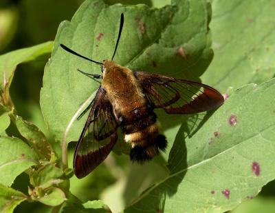 moths_and_butterflies
