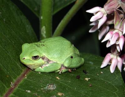 TreeFrog7833.jpg