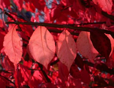 Euonymus1110.jpg