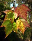 Red Maple1134.jpg