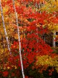 MaplesBirches1043.jpg