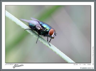 u32/pgordebeke/medium/20700752.IMG_2561_frame.jpg