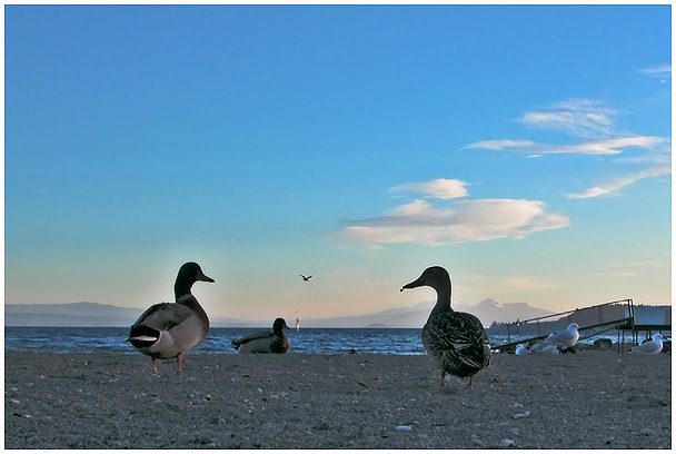 Ducks at the Office