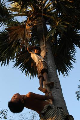 climbing palm tree