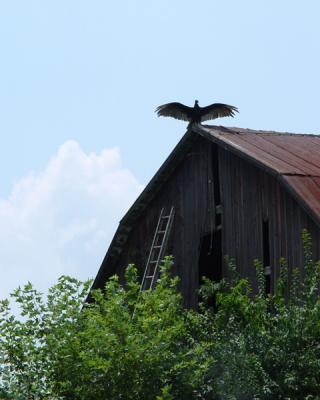 Turkey Vulture -another view