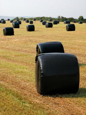 Hay field - Clohernagh (Co. Waterford)