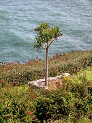 A Tree by the Sea - Ardmore (Co. Waterford)