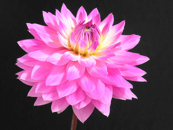 Pink Dahlia