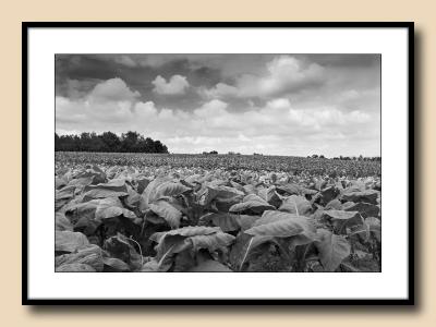 Alexander County tobacco fields, stormy morning