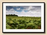 Alexander County tobacco fields, blue/green contrasts