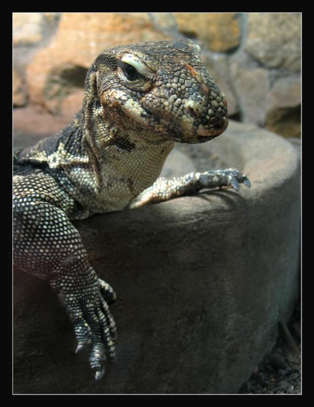 Zoo de Wroclaw Varan