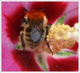 Bombus pascuorum