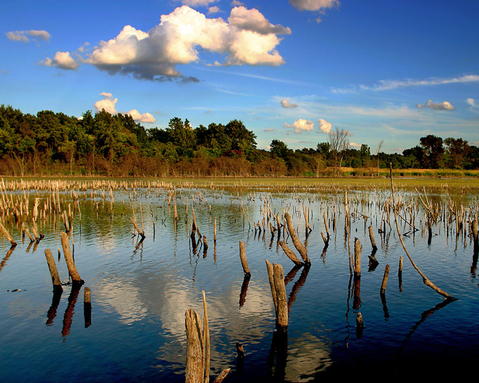 Swamp reflections