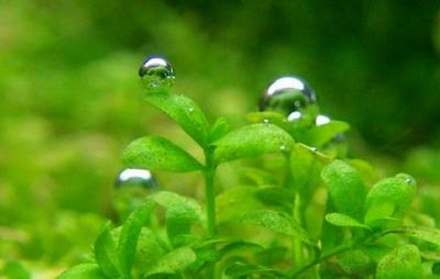 26th day - Hemian.callitrichoides after trimming and waterchange