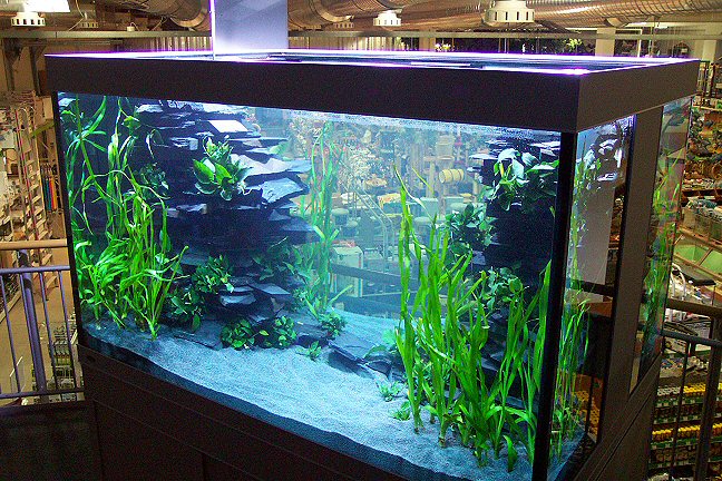 1th day - front view