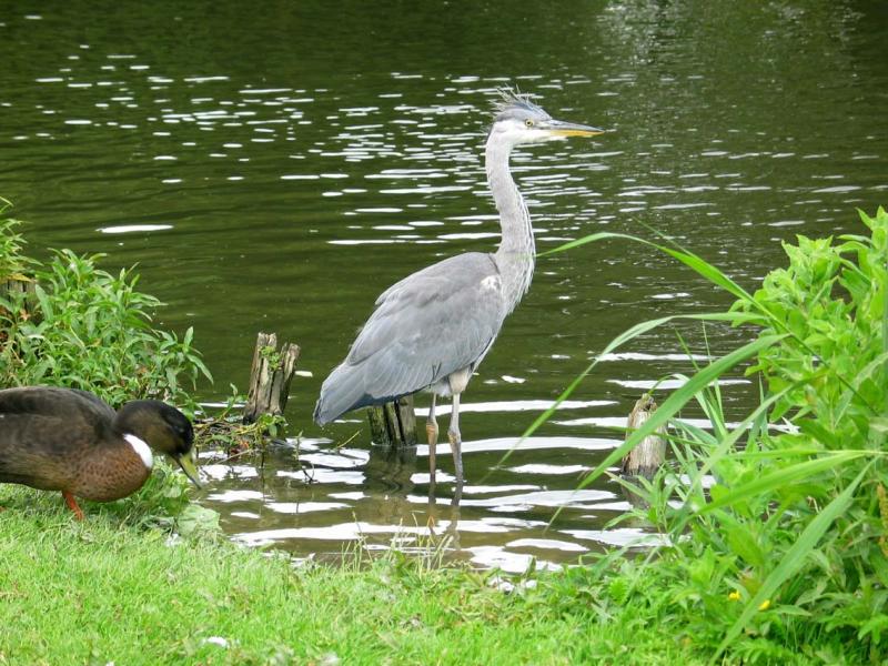 Heron with Duck
