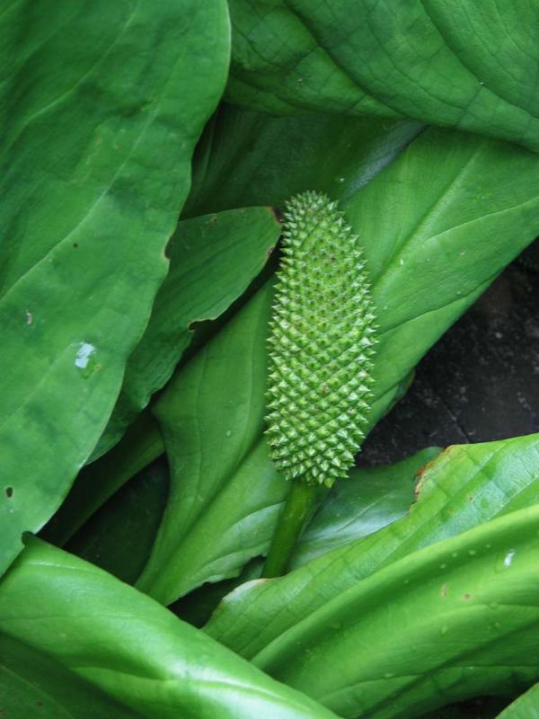 Hortus Botanicus, Amsterdam