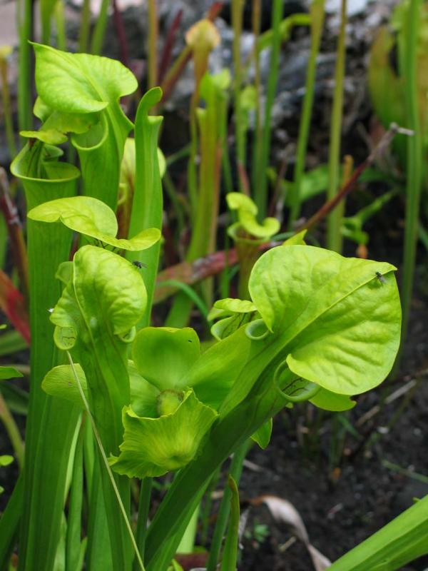 Pitcher Plants with Flies