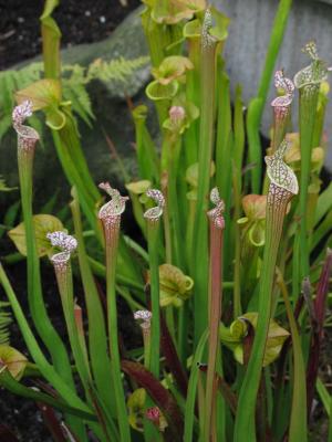 Pitcher Plants