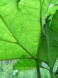 Backlit Gunnera Leaf